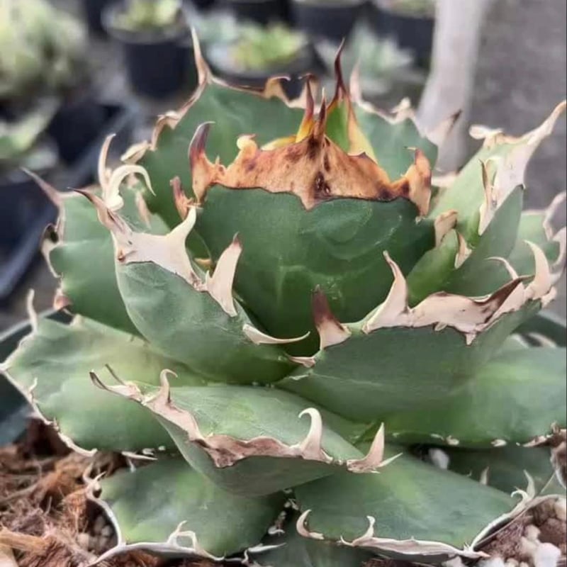 from カリフォルニア】アガベ オテロイ サルズ ブロンディ 