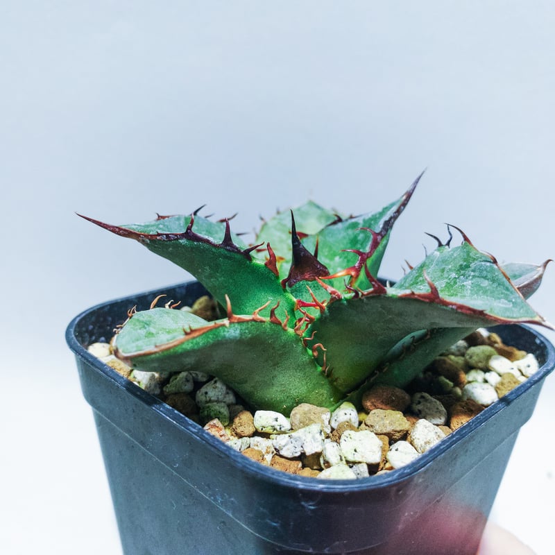 Titan アガベ オテロイ エスパーナ 二連連棘+ウリエル種子24SU Titan 様専用アガベ オテロイ エスパーナ 二連連棘+ウリエル種子