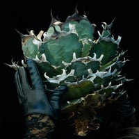 閑野淳　陶器鉢　植木鉢　deracine factory 閑野 淳 deracine factory 植木鉢 陶器鉢 - メルカリ