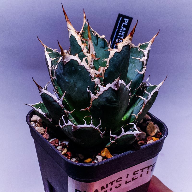 子株付【プランツレター】アガベ オテロイ オアハカ・ベイビーズ