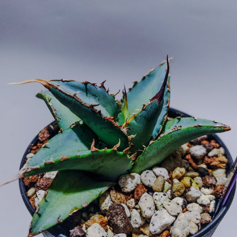 I] アガベ チタノタ 