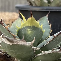 Agave oteroi selected seedling 