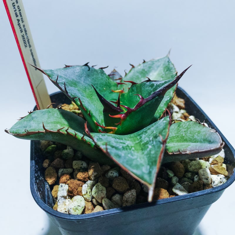 Agave oteroi selected seedling 