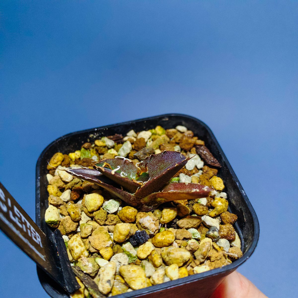 オアハカ・ベイビーズ/ベビーオアハカ”Oaxaca Babies from Arizona