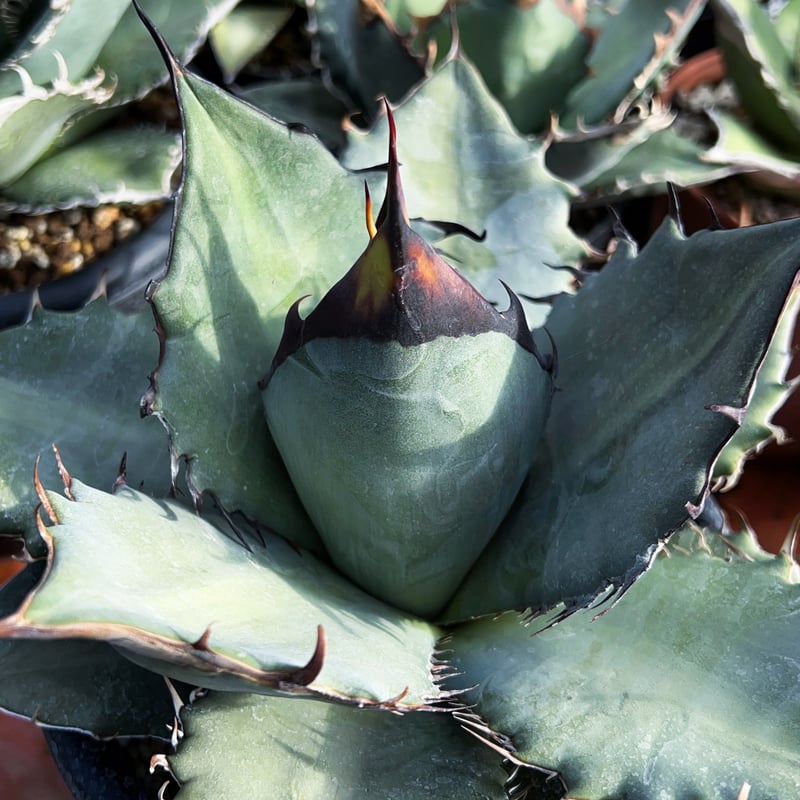Agave oteroi selected seedling Agave oteroi selected seedling