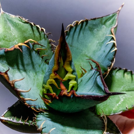 plants_letter plants_letter