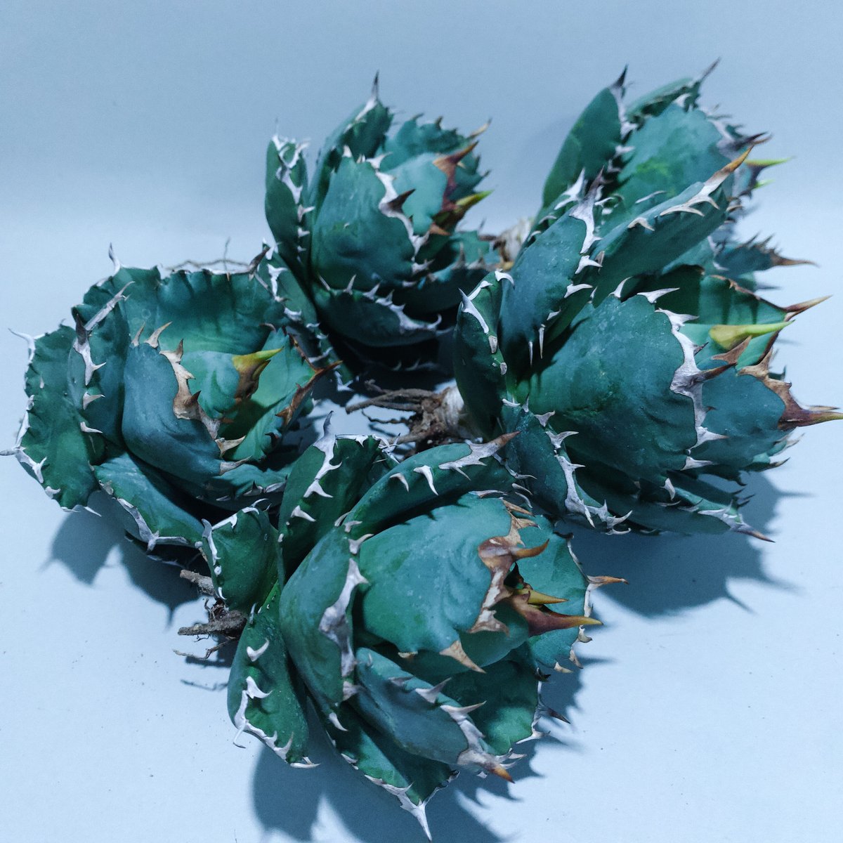 リップルエフェクト抜き苗カキコ