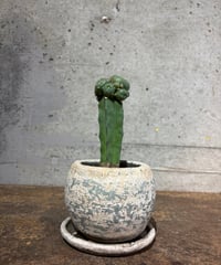 △ロフォフォラ 鳥羽王・仔吹