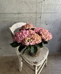 △紫陽花　ひな祭り　ルナピンク