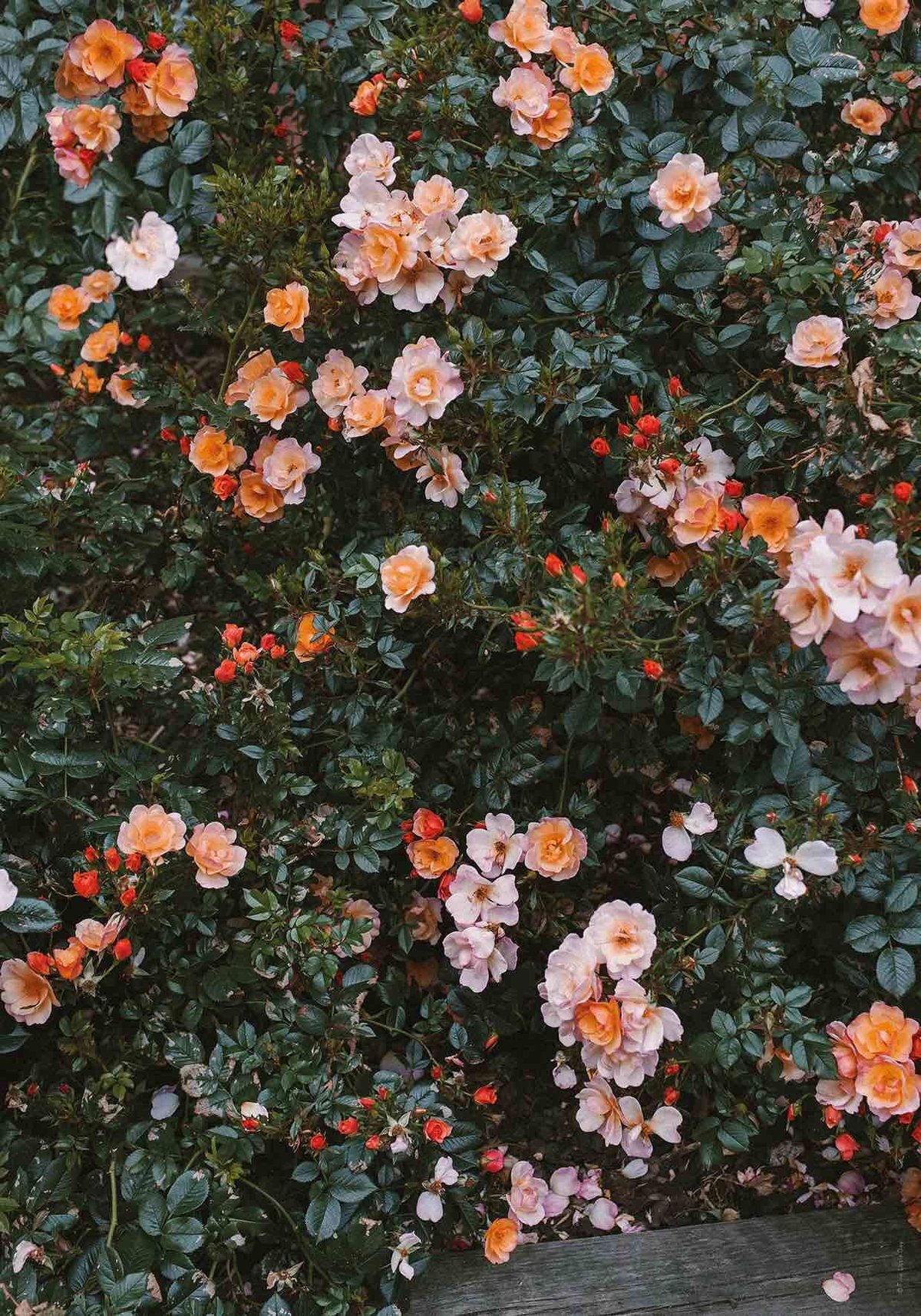 ポスター「RED ROSES」 70 x 100 cm | Triangle ONLINE S