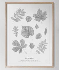 ポスター Lövträd / スウェーデンの葉っぱ（SE）