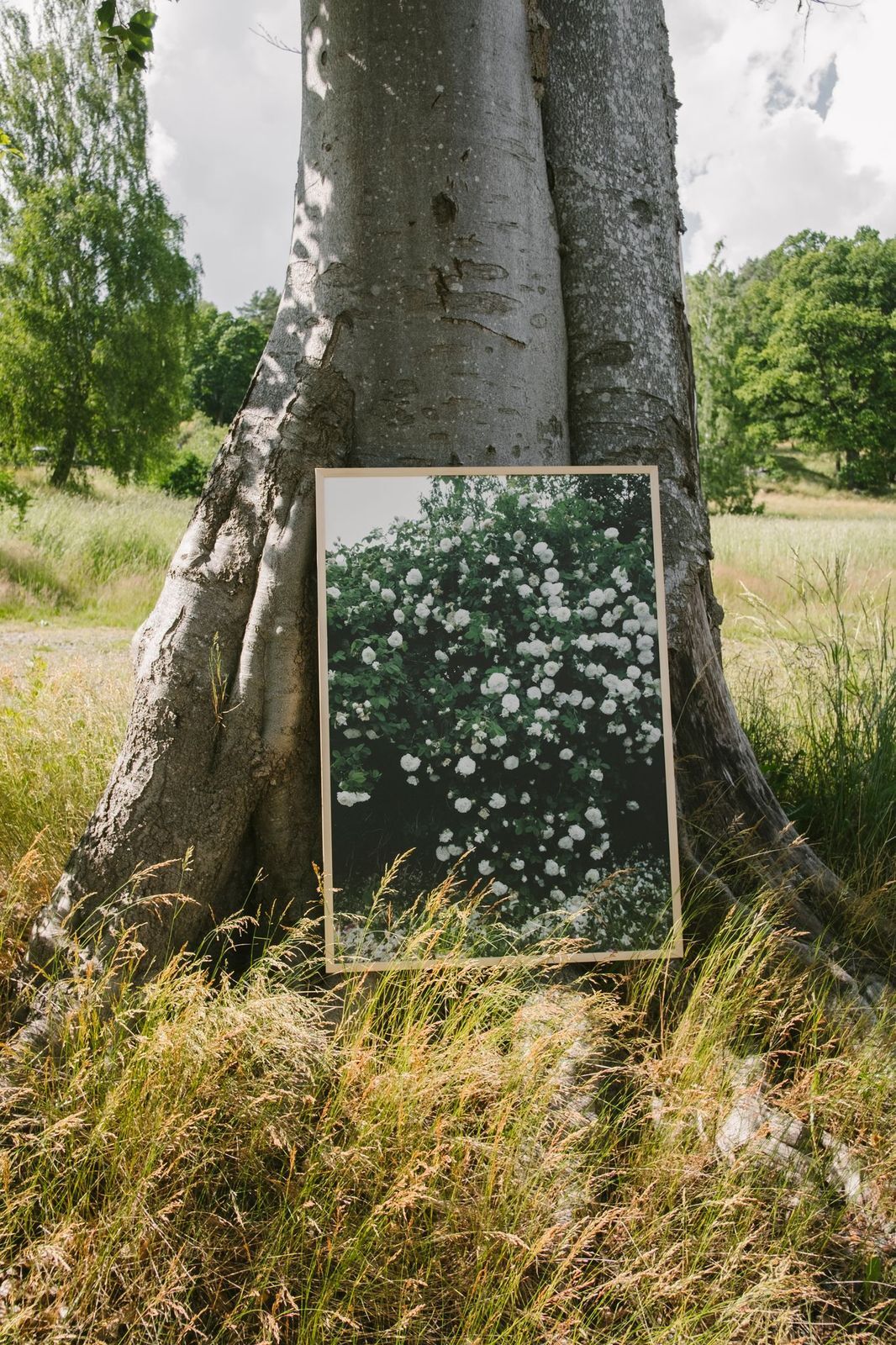 ポスター「WHITE ROSES」 70 x 100 cm | Triangle ONLINE