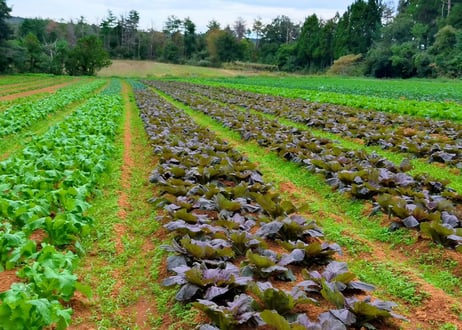 【Discover Japan】冬の特別野菜セット(税込・送料別)
