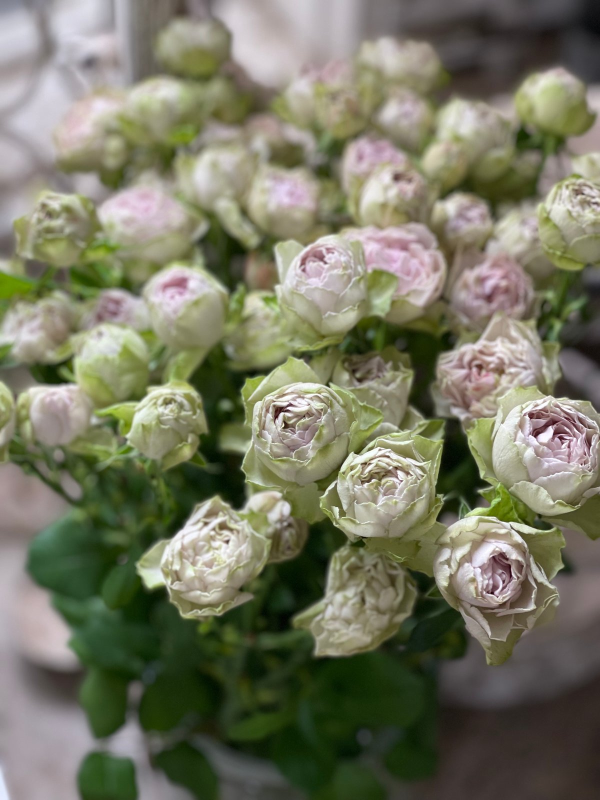 1950年代 当時物 バラのレース地ツーピース オーダーメイド品 日本製 広い 