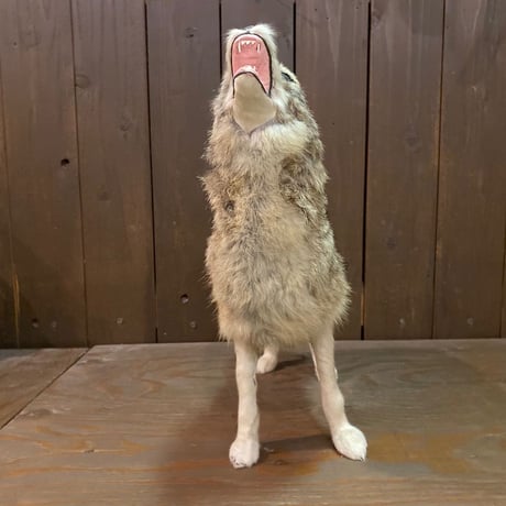 Coyote　RealFur Toy