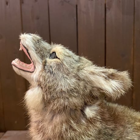 Coyote　RealFur Toy