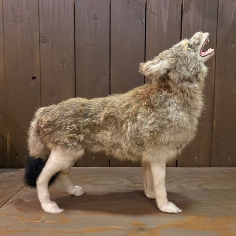 Coyote　RealFur Toy