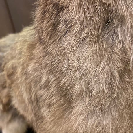 Coyote　RealFur Toy