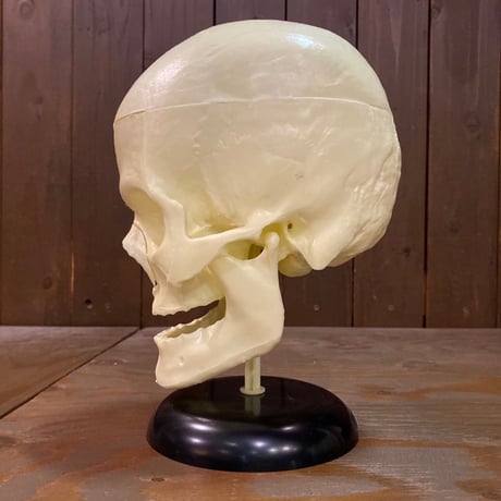 The Lindberg Line Skull Head