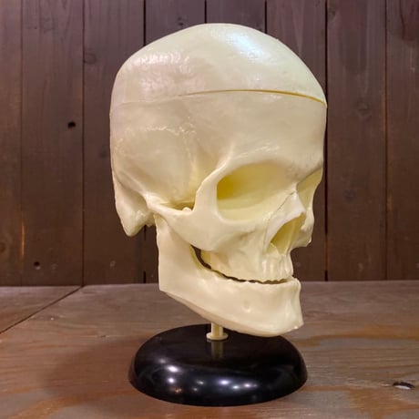 The Lindberg Line Skull Head