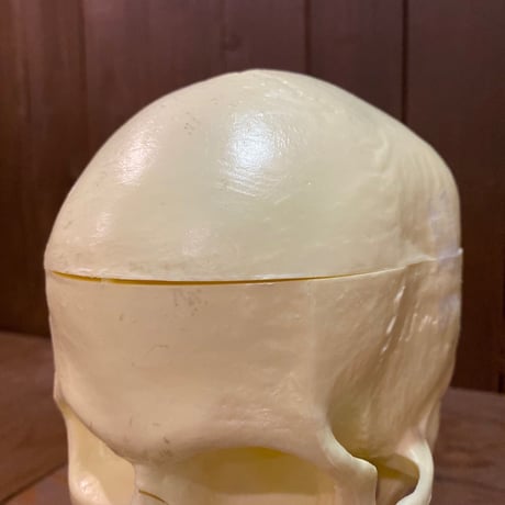 The Lindberg Line Skull Head