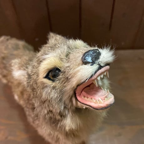 Coyote　RealFur Toy