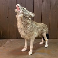 Coyote　RealFur Toy