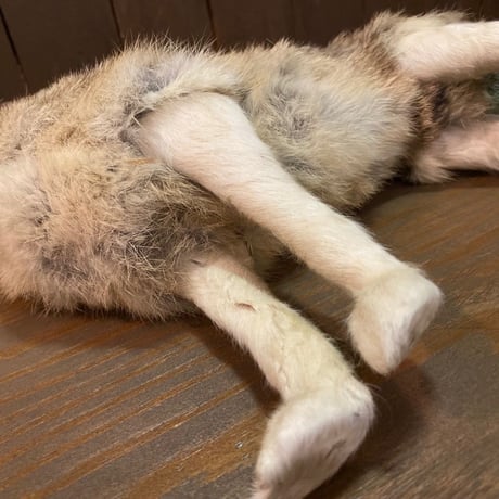 Coyote　RealFur Toy