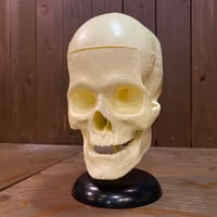 The Lindberg Line Skull Head