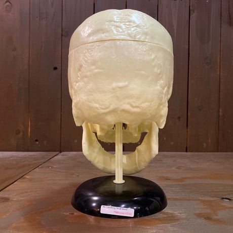 The Lindberg Line Skull Head