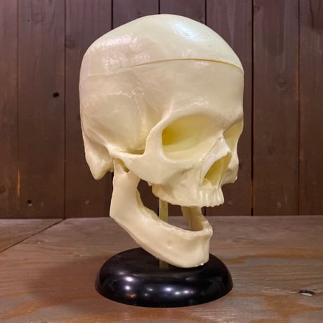 The Lindberg Line Skull Head