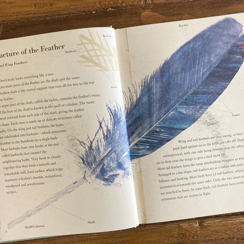 Birds and their Feathers | yackyackbooks