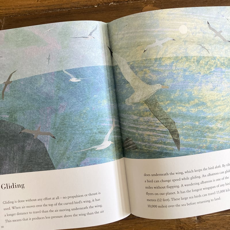 bluee feathers はまく〜ん様 3本おまとめ品 bluee feathers はまく〜ん様 3本おまとめ品 Blue Turkey Plumage