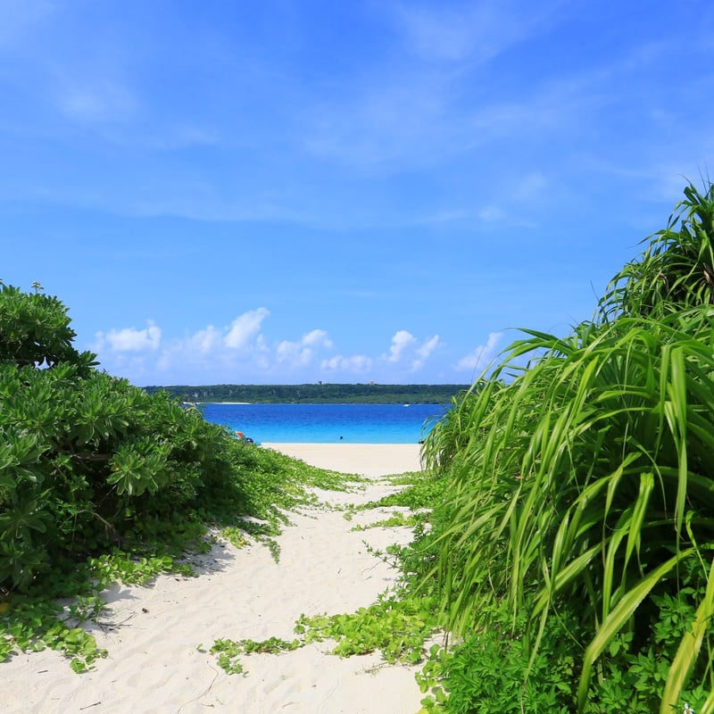 ホテルブレンドNo.3 Jungle オリジナルミスト20ml | Gotas store