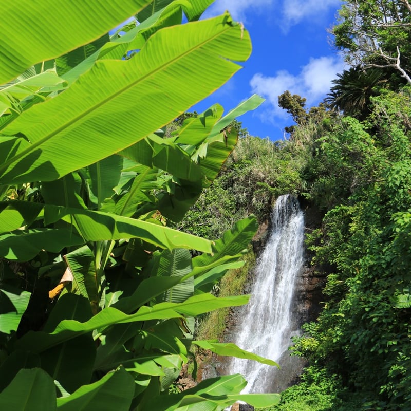 ホテルブレンドNo.3 Jungle オリジナルミスト20ml | Gotas store