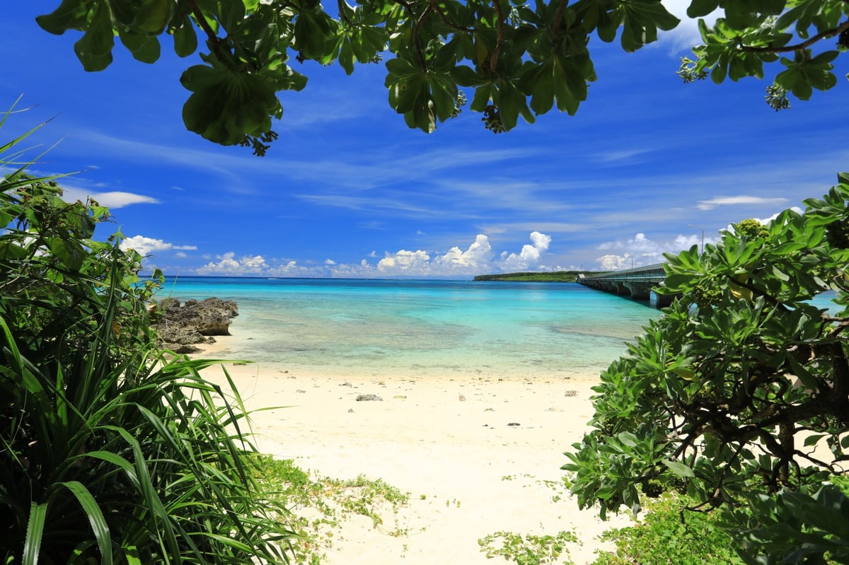 ホテルブレンドNo.3 Jungle オリジナルミスト20ml | Gotas store