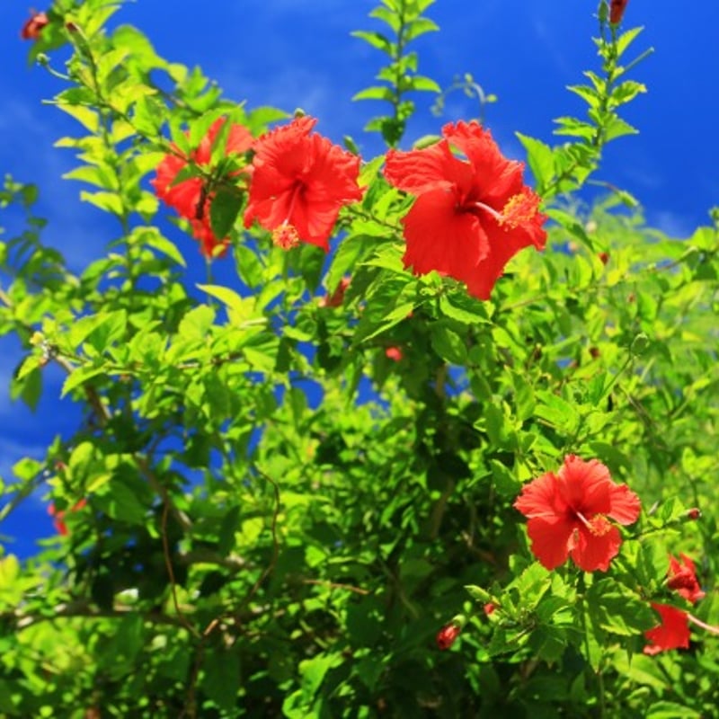 ホテルブレンドNo.2 Flowers オリジナルミスト20ml | Gotas store