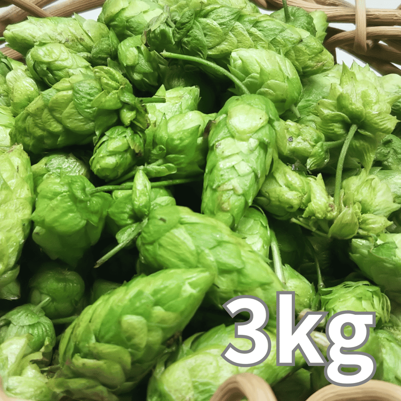 数量限定】2025年産 手摘み生ホップ(3kg) | HOPJAPAN store