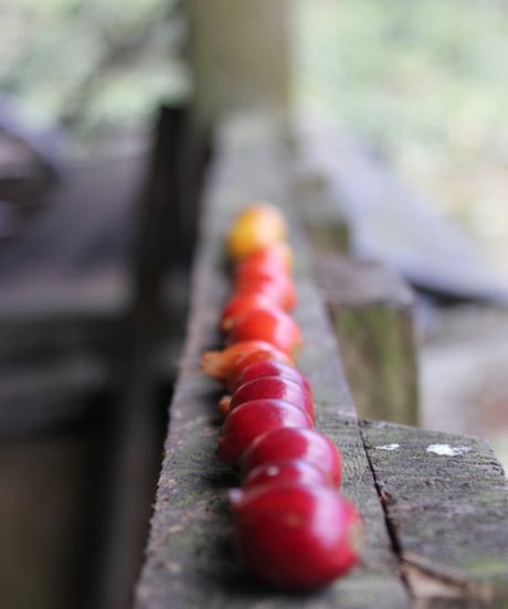 [100g][Cinnamon Roast] Colombia エル・パライソ農園 ライチロット  El Paraiso Lychee Lot Double Anaerobic Washed