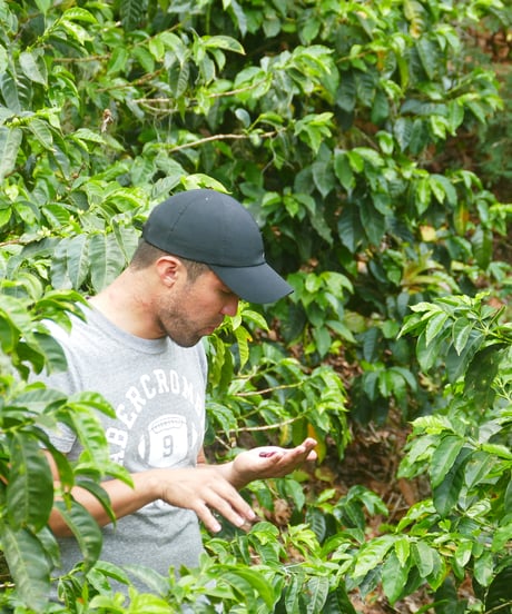[100g][Medium Roast] ニカラグア セロ・デル・シエロ農園 Nicaragua Cerro del Cielo Catuai Washed Competition Lot