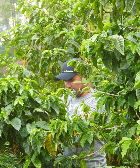 [100g][Medium Roast] ニカラグア セロ・デル・シエロ農園 Nicaragua Cerro del Cielo Catuai Washed Competition Lot