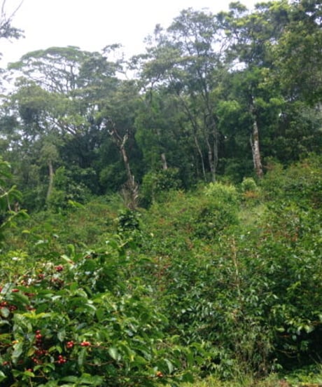 [50g][Medium Roast] パナマ エスメラルダ農園 ゲイシャ ナチュラル Panama Esmeralda Geisha