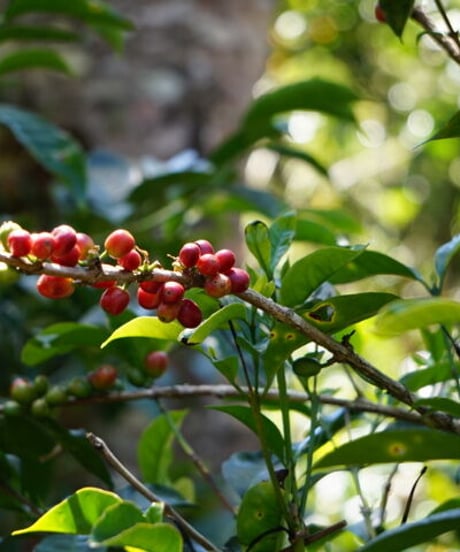 [50g][Medium Roast] パナマ エスメラルダ農園 ゲイシャ ナチュラル Panama Esmeralda Geisha