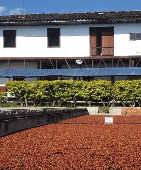 [100g][Medium Roast] Colombia キンディオ Quindio CH Strawberry Infused Honey