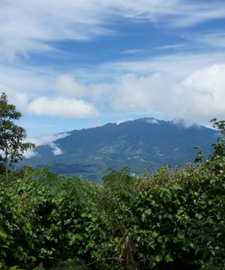 [50g][Medium Roast] パナマ エスメラルダ農園 ゲイシャ ナチュラル Panama Esmeralda Geisha