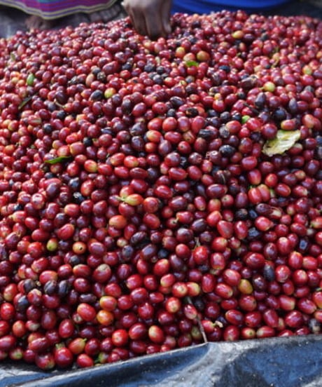 [50g][Medium Roast] パナマ エスメラルダ農園 ゲイシャ ナチュラル Panama Esmeralda Geisha