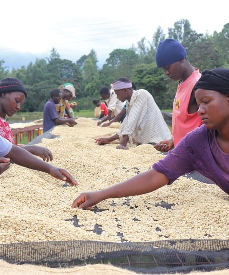 [100g Full City Roast] ケニア AA コフィナフ KENYA AA COFFINAF Mill Dark Roast