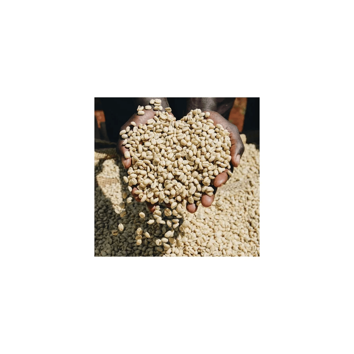 100g] [Cinnamon Roast] エチオピア イルガチェフェ G1 アリチャ ウ