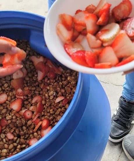 [100g][Medium Roast] Colombia キンディオ Quindio CH Strawberry Infused Honey
