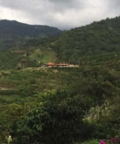 [100g][Medium Roast] Colombia キンディオ Quindio CH Strawberry Infused Honey